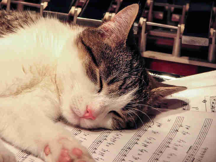 des chercheurs ont cree la musique parfaite pour relaxer les chats stresses