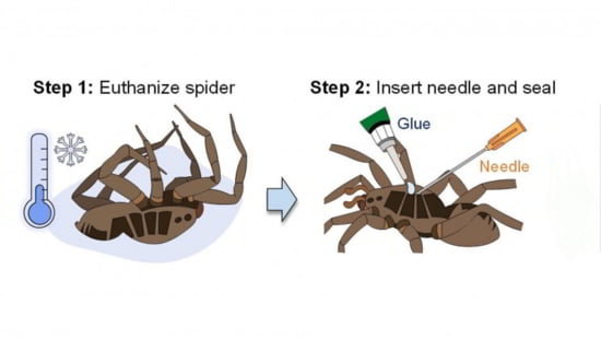 Des chercheurs transforment des araignées mortes en pinces mécaniques 